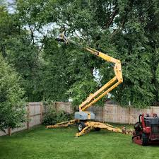 Reliable Foreman, AR Tree Removal Solutions