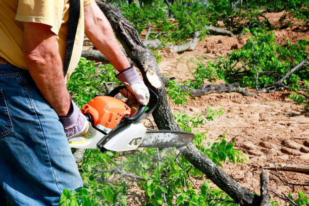 Best Palm Tree Trimming  in Foreman, AR